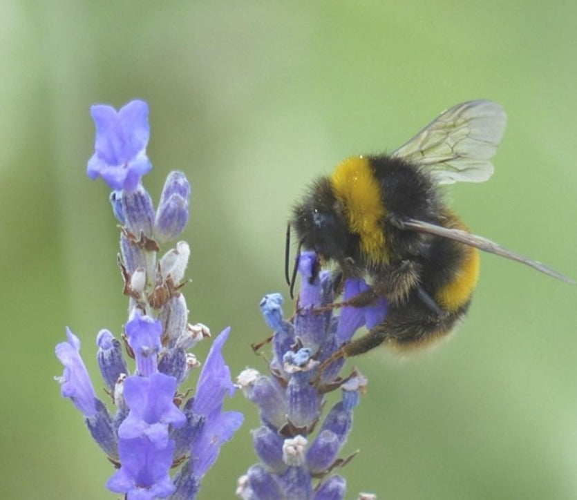 Why biodiversity is important for our planet